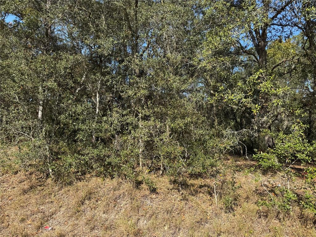 A dense wooded lot with trees and shrubs viewed from a grassy roadside — SE 115 PLACE ROAD, OCKLAWAHA, FL