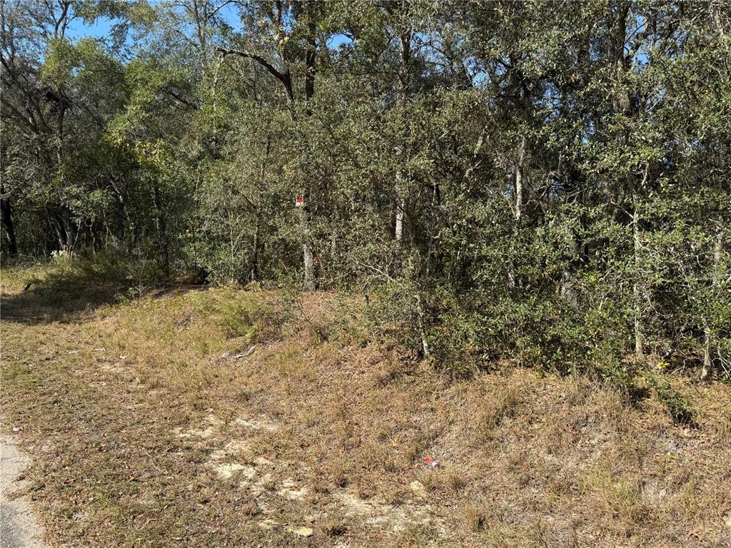A view of a wooded lot with dry grass and trees along a roadside — SE 115 PLACE ROAD, OCKLAWAHA, FL
