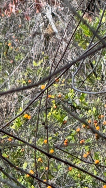 Small orange fruits grow on the branches of a tree in a wooded area — 5011 249TH ST STREET E, MYAKKA CITY, FL