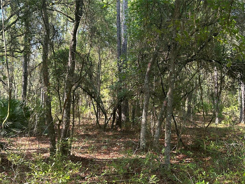 A dense, wooded forest area with tall trees and ground cover — 709 GEORGETOWN DENVER ROAD, CRESCENT CITY, FL