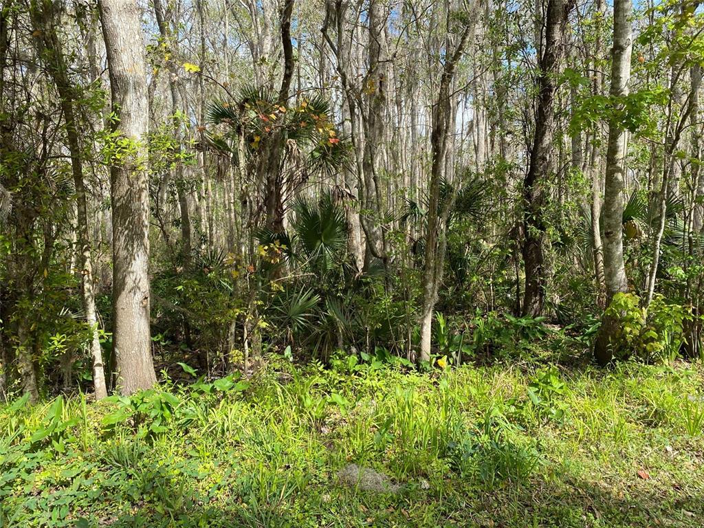 A view of a dense, wooded area with tall trees, palmettos, and lush green ground cover — 709 GEORGETOWN DENVER ROAD, CRESCENT CITY, FL