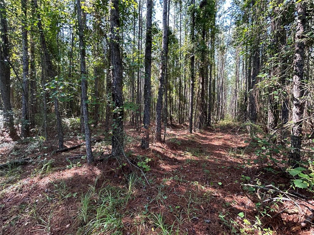 A view of a wooded lot with tall pine trees and a pine needle floor — 709 GEORGETOWN DENVER ROAD, CRESCENT CITY, FL