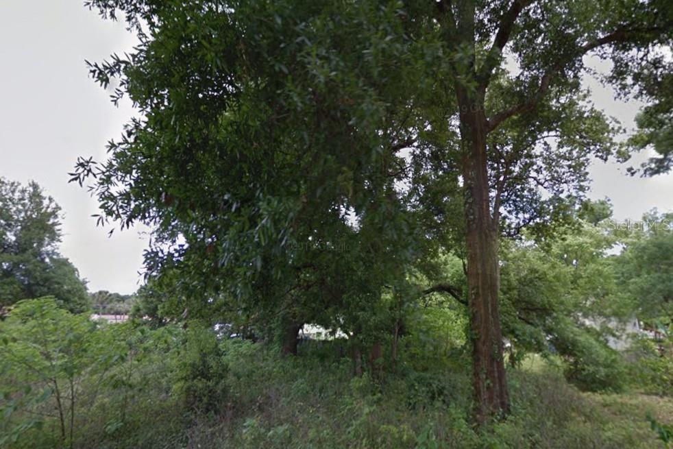 A view of a wooded lot with mature trees and dense undergrowth — Lot 28 NW 21ST AVENUE, OCALA, FL
