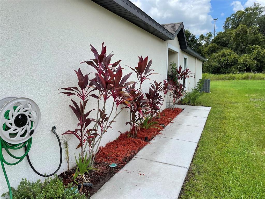 A row of red-leafed plants grows in a mulched bed beside a concrete walkway — 5578 MAGGIORE BOULEVARD, LAKELAND, FL