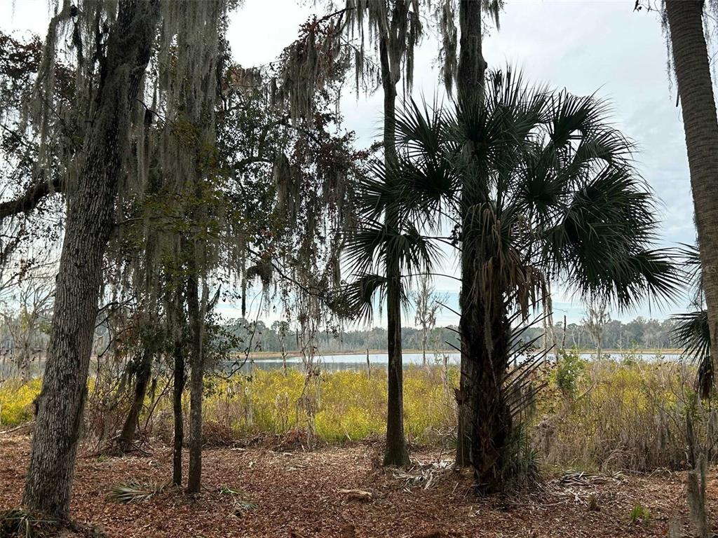 A view of a lake through trees and tall yellow grasses in a wooded area — FAYE STREET, HAWTHORNE, FL