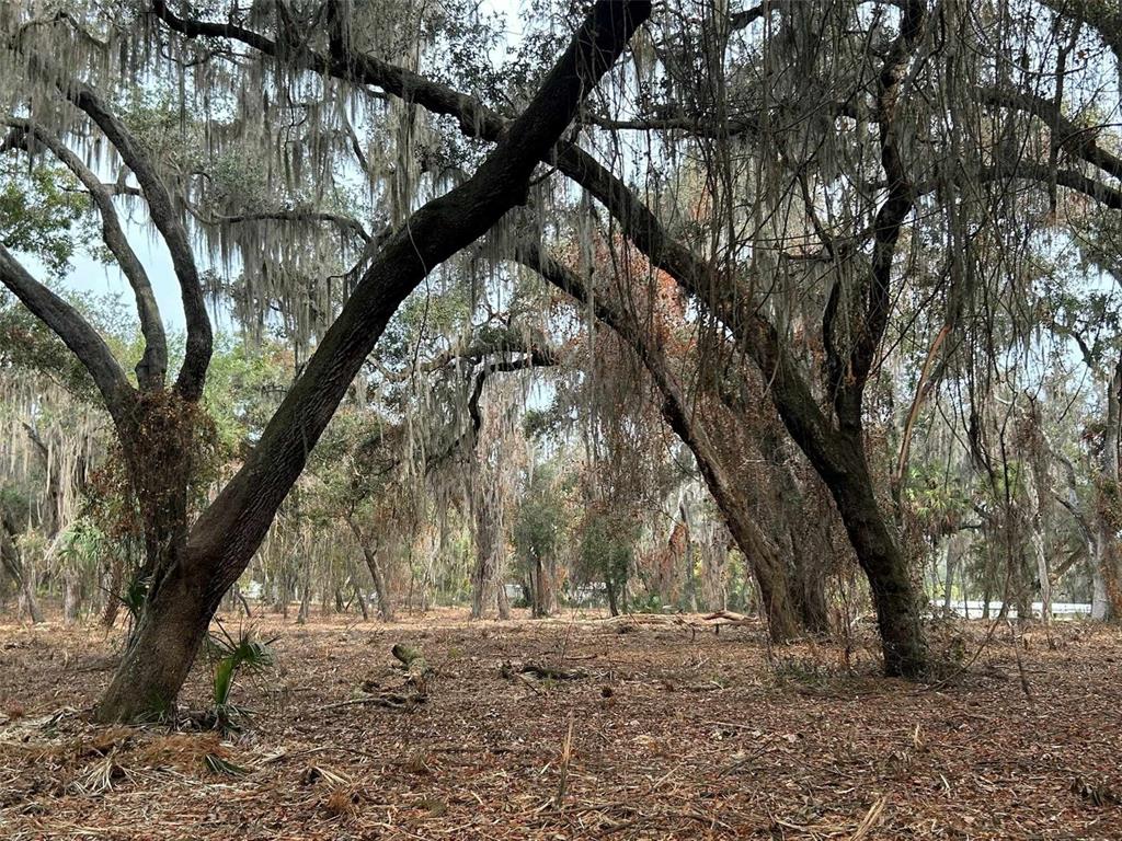 A wooded lot features large oak trees draped with Spanish moss over a leaf-covered ground — FAYE STREET, HAWTHORNE, FL