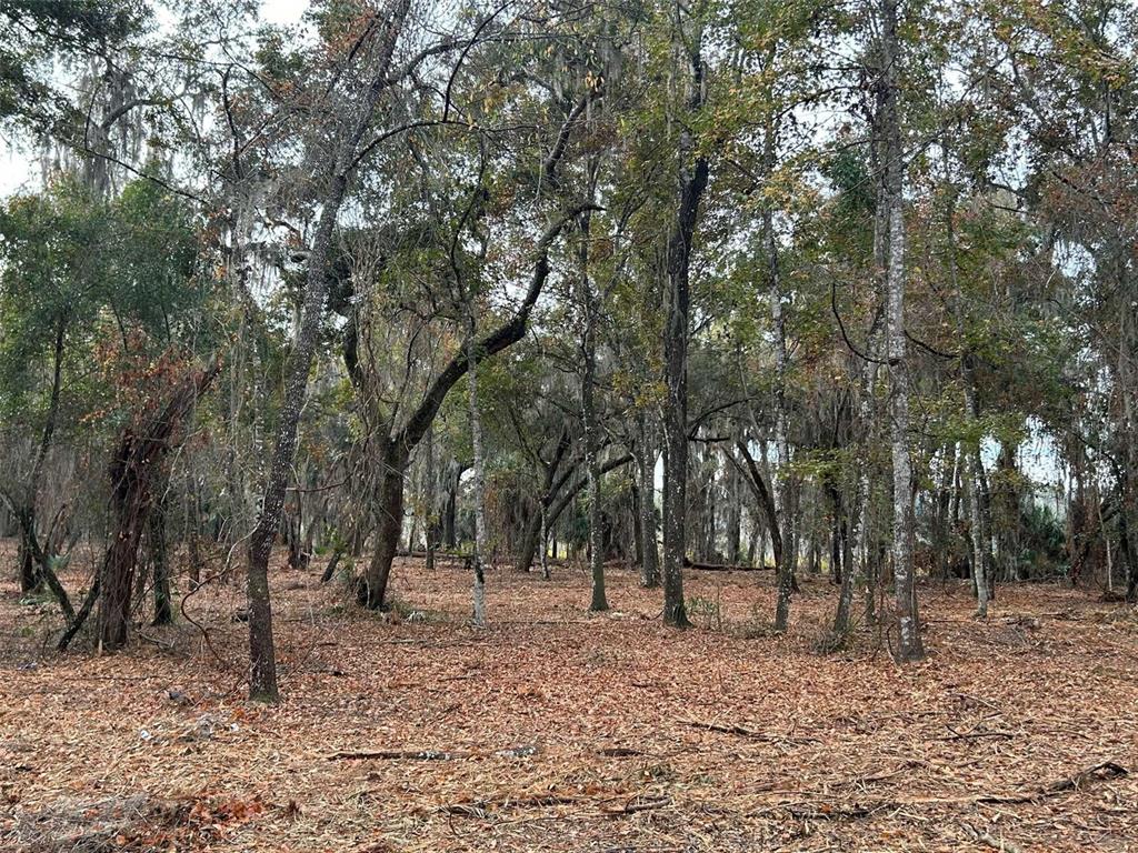 A wooded lot covered in fallen leaves with numerous mature trees and Spanish moss — FAYE STREET, HAWTHORNE, FL