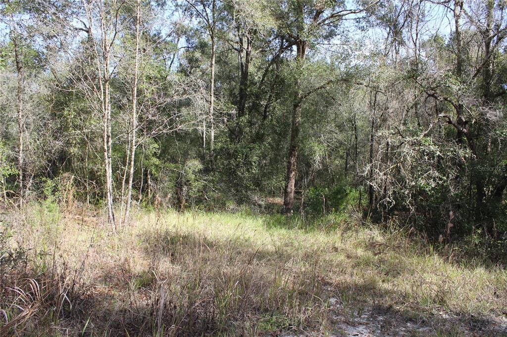 A view of a grassy clearing leading into a dense, wooded forest area — 34273 BELT DRIVE, DADE CITY, FL