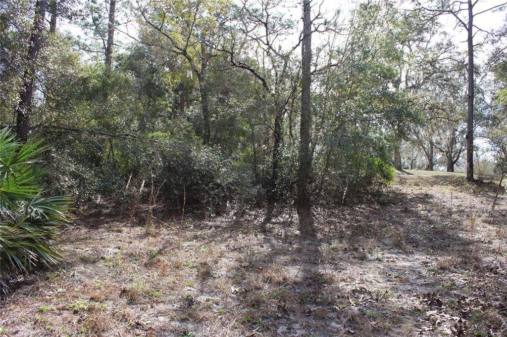 A wooded lot with sandy ground, scattered dry vegetation, and a large palmetto plant — 34273 BELT DRIVE, DADE CITY, FL