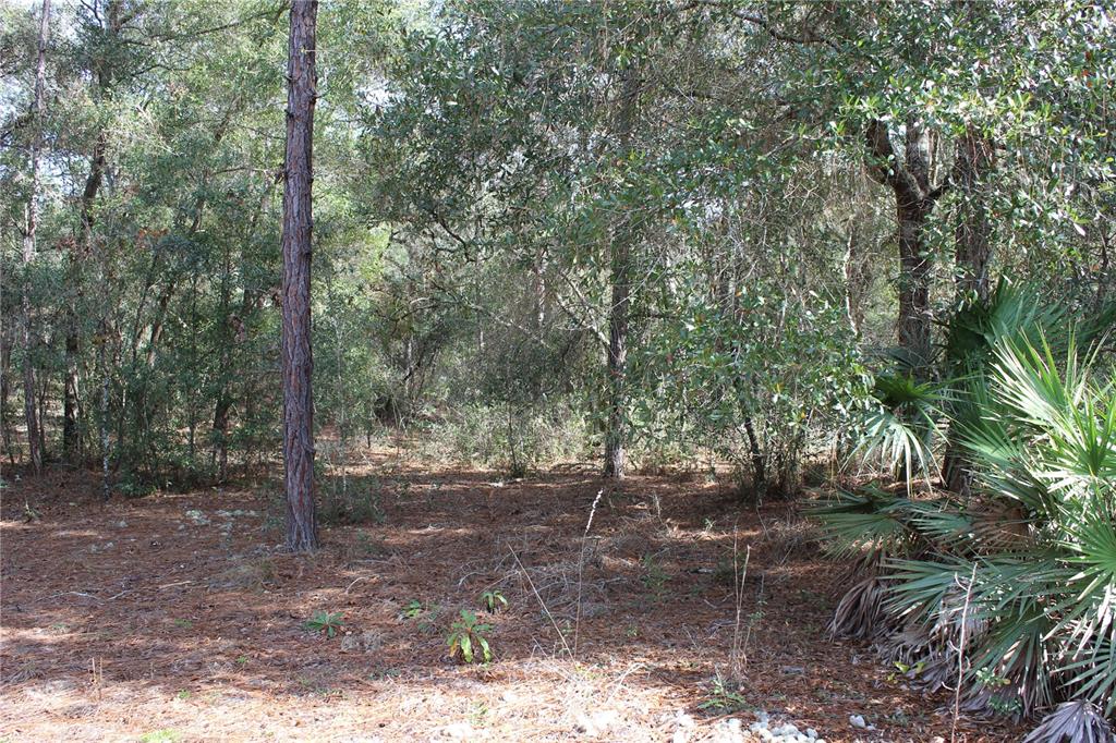 A wooded lot features pine trees, oak trees, and palmetto bushes on a pine-needle floor — 34273 BELT DRIVE, DADE CITY, FL