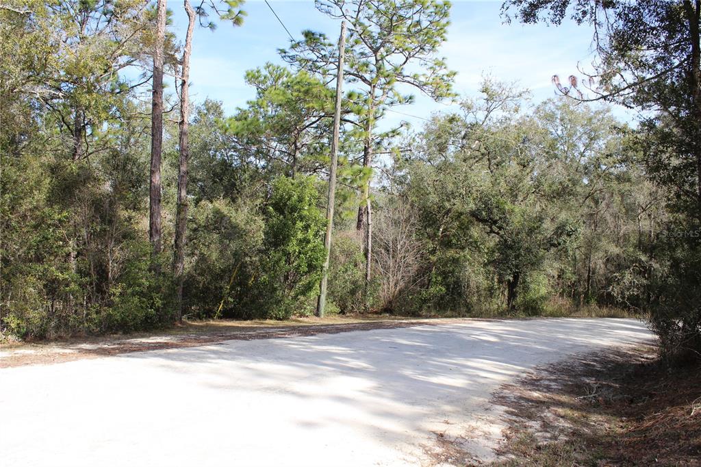A dirt road curves through a wooded area with tall pine and oak trees — 34273 BELT DRIVE, DADE CITY, FL