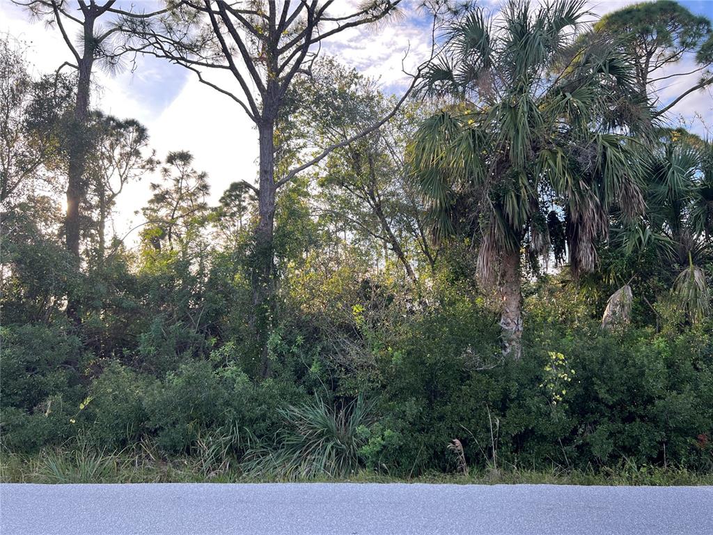A view of a wooded lot with tall pine trees and a palm tree — 11197 / 11205 PINETRAIL ROAD, PUNTA GORDA, FL