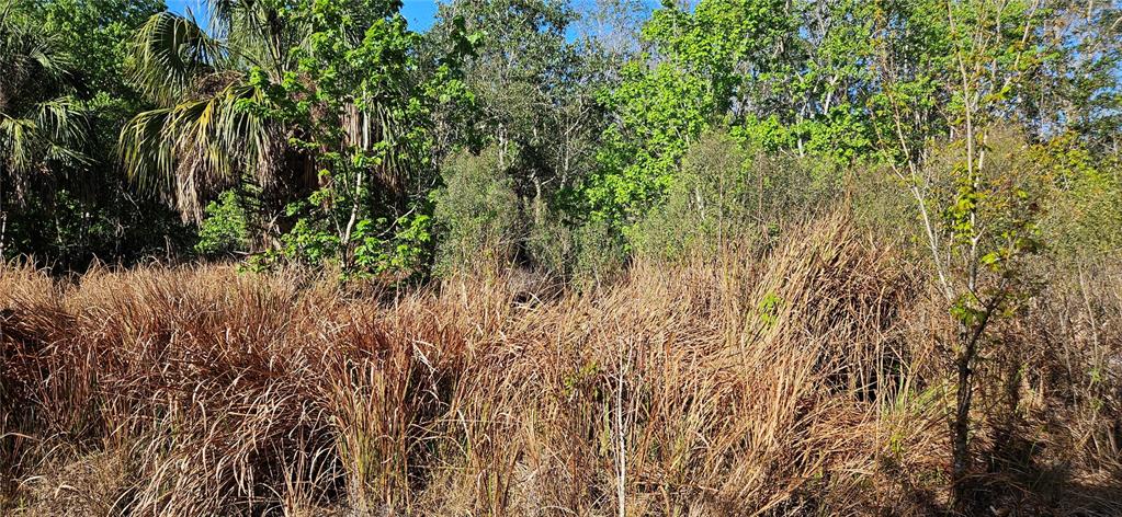 A view of a grassy, overgrown lot bordered by dense trees and palm foliage — TIMBERLANE ROAD, LAKE WALES, FL