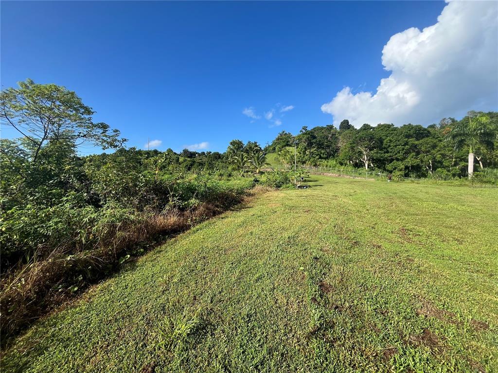 A grassy, sloped lot features a dense treeline and a clear blue sky above — CARR. 857 KM.HM 003 3 BO. CANOVANILLAS, CAROLINA, PR