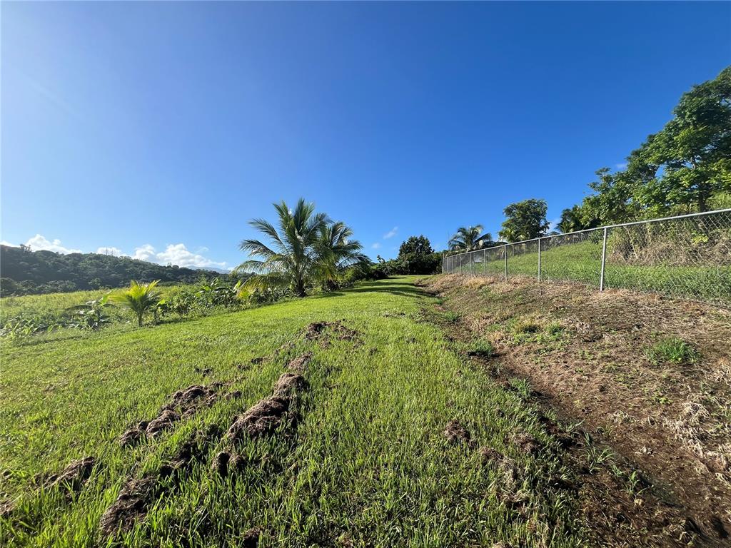 A grassy field with palm trees and a chain-link fence under a clear blue sky — CARR. 857 KM.HM 003 3 BO. CANOVANILLAS, CAROLINA, PR