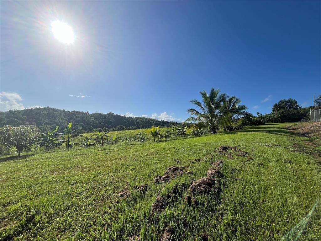 A grassy, sloped lot features scattered palm trees and banana plants under a bright sun — CARR. 857 KM.HM 003 3 BO. CANOVANILLAS, CAROLINA, PR