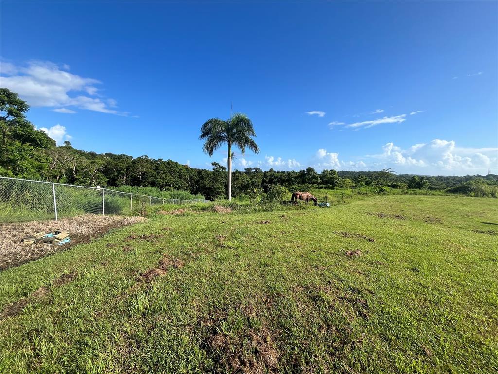 A grassy field features a single palm tree, a chain-link fence, and a grazing horse — CARR. 857 KM.HM 003 3 BO. CANOVANILLAS, CAROLINA, PR