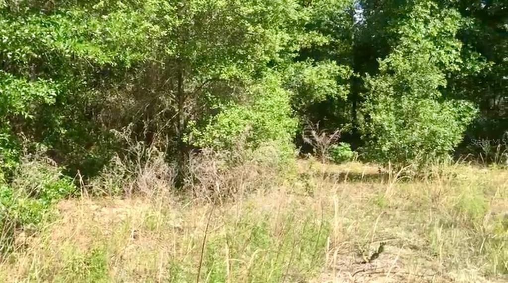 A view of a grassy, overgrown lot bordered by dense green trees and foliage — 20 & 21 SW AZALEA, DUNNELLON, FL