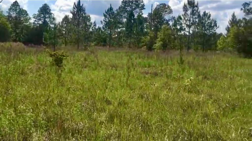 An open, grassy field surrounded by a line of pine trees under a cloudy sky — 20 & 21 SW AZALEA, DUNNELLON, FL