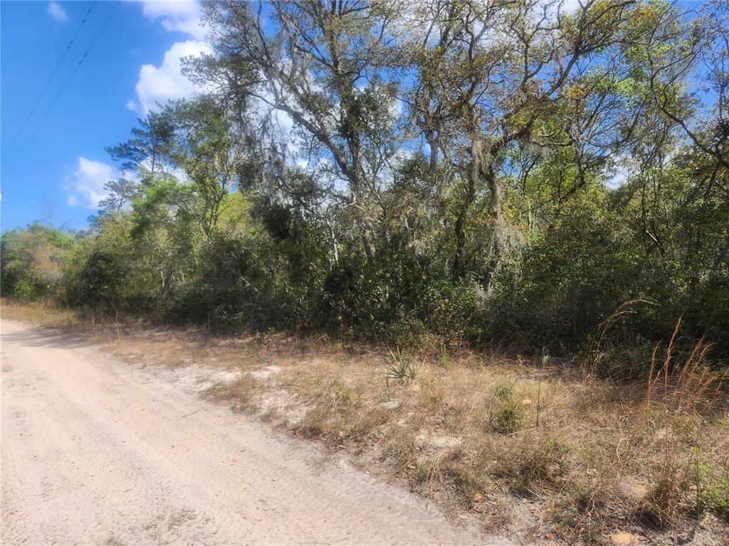 A dirt road runs alongside a densely wooded lot with tall trees and thick underbrush — TBD NE 236 LANE, ORANGE SPRINGS, FL