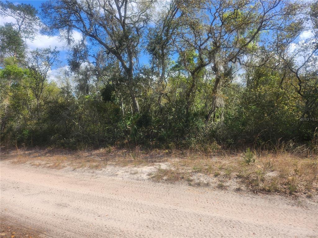 A sandy road runs in front of a densely wooded lot with mature trees — TBD NE 236 LANE, ORANGE SPRINGS, FL