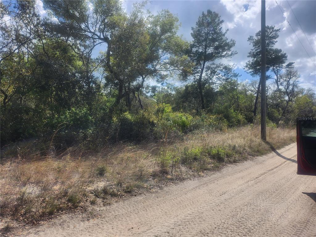 A dirt road runs alongside a wooded lot with dense trees and tall grass — TBD NE 236 LANE, ORANGE SPRINGS, FL