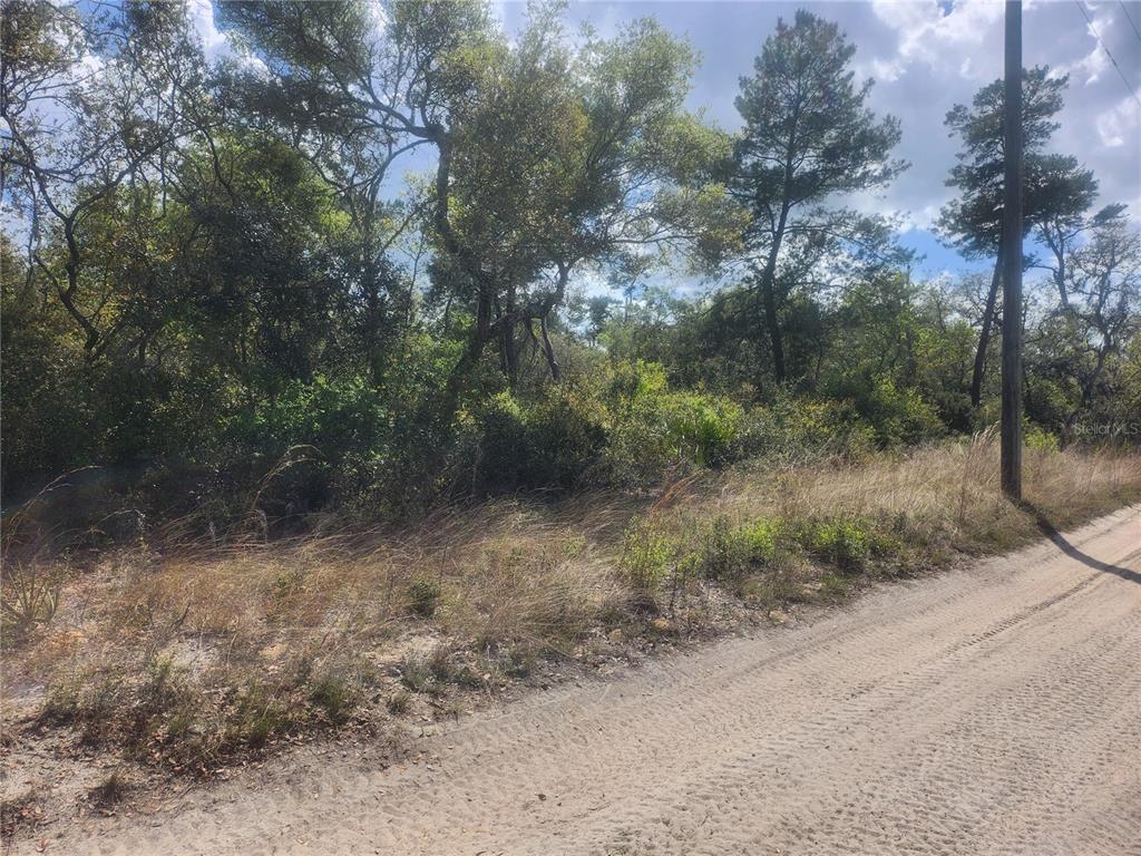 A dirt road runs alongside a wooded lot with dense trees and brush — TBD NE 236 LANE, ORANGE SPRINGS, FL