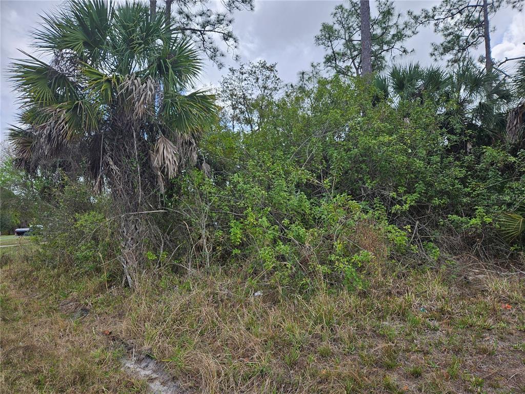 A dense, overgrown lot features a large palm tree and thick brush under a cloudy sky — 20339 BACHMANN BOULEVARD, PORT CHARLOTTE, FL