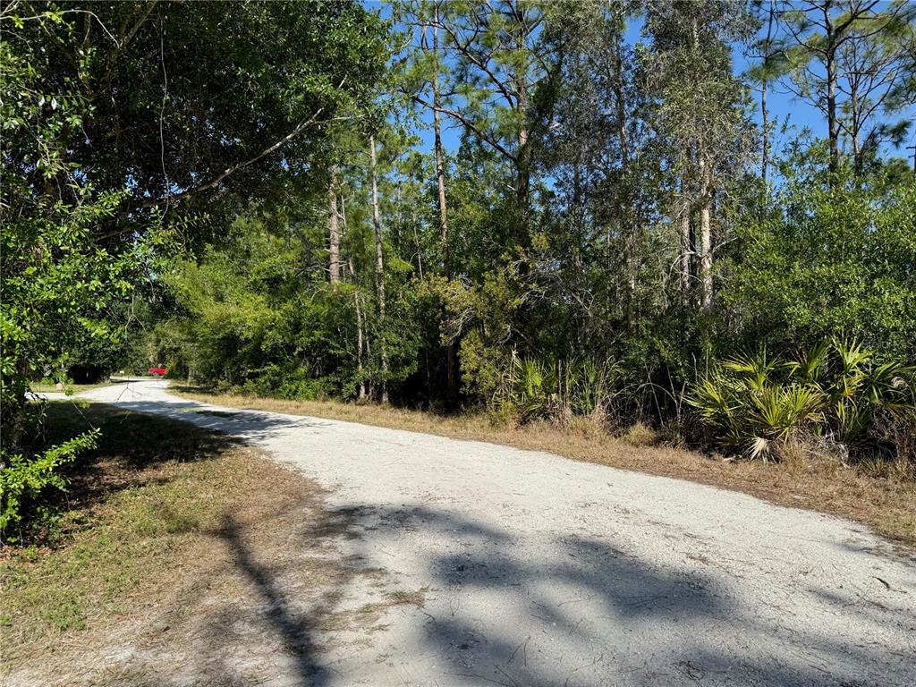 A dirt road curves through a wooded area with tall pine trees and dense vegetation — 2297 DEERFIELD LANE, NORTH FORT MYERS, FL