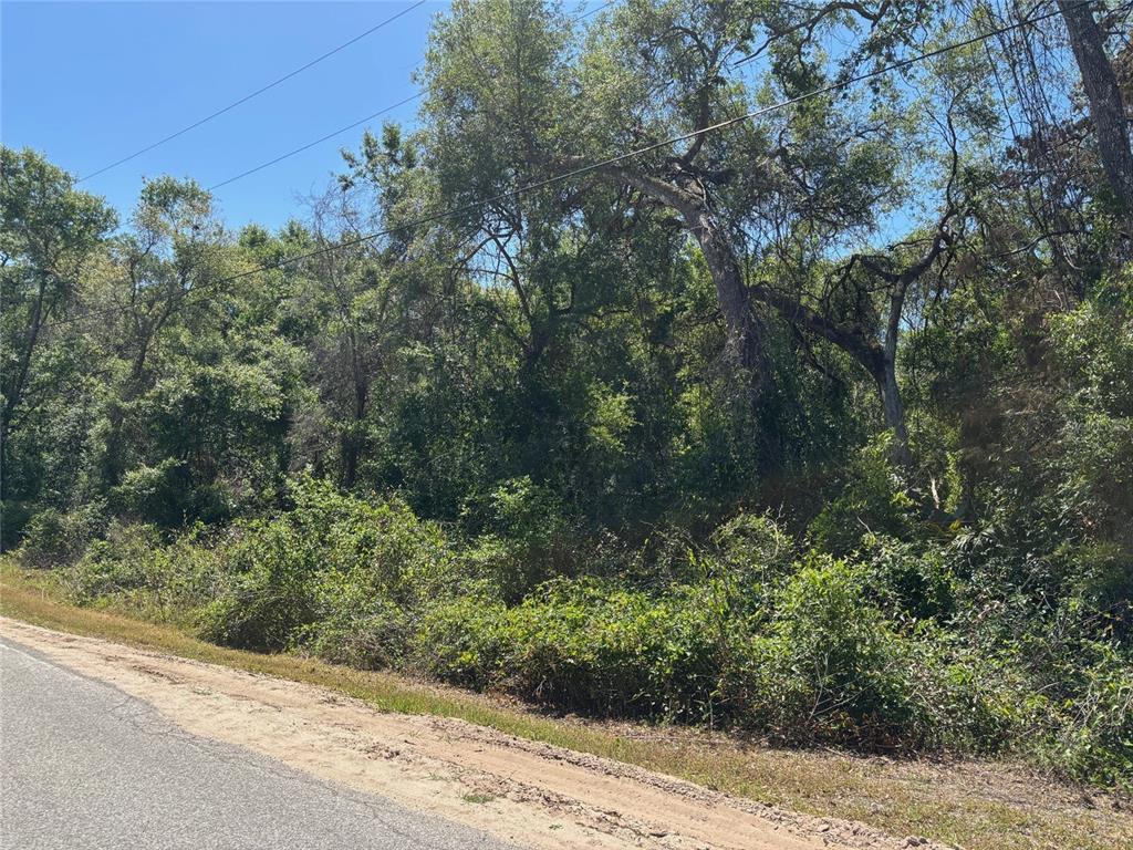 A paved road runs alongside a densely wooded, undeveloped plot of land — Lot 175C MADISON AVENUE, DADE CITY, FL