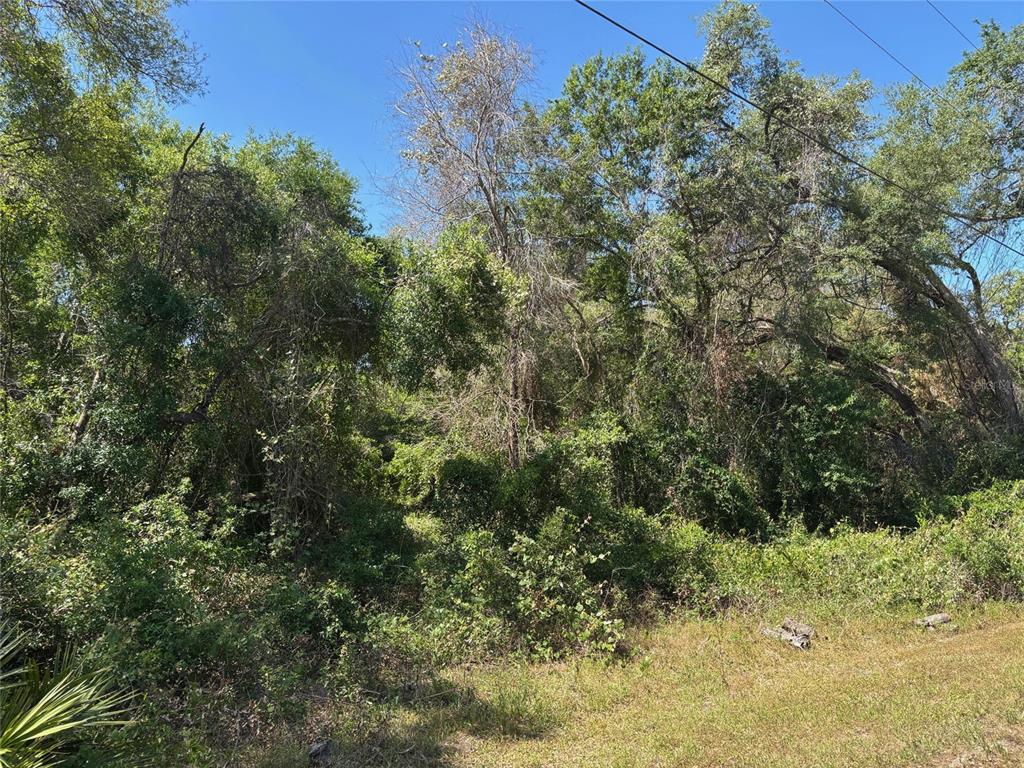 A dense, wooded lot with tall trees and thick undergrowth under a clear blue sky — Lot 175C MADISON AVENUE, DADE CITY, FL