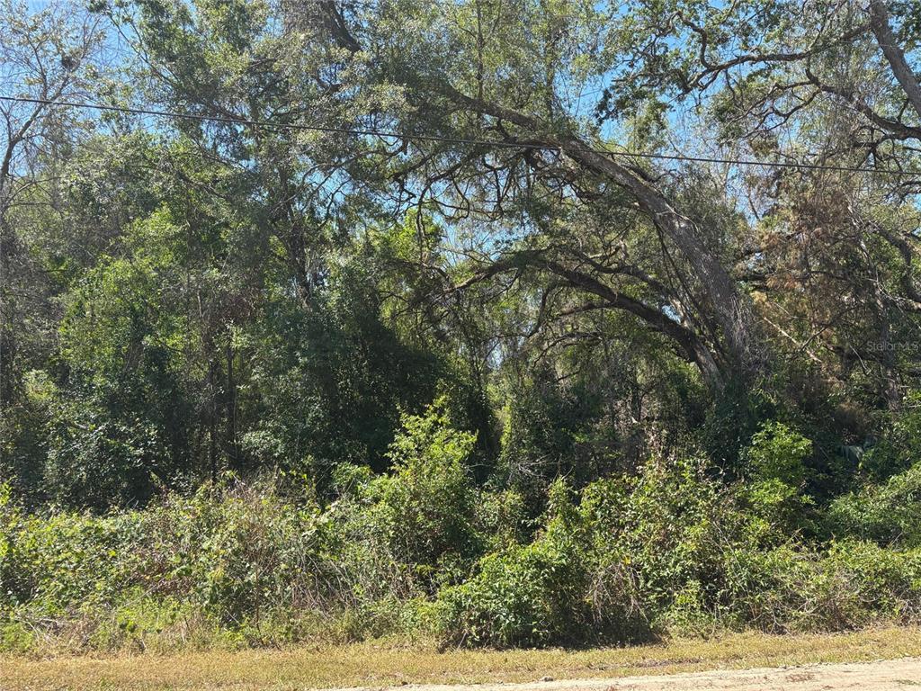 A dense, wooded lot features mature trees and thick undergrowth along a dirt road — Lot 175C MADISON AVENUE, DADE CITY, FL