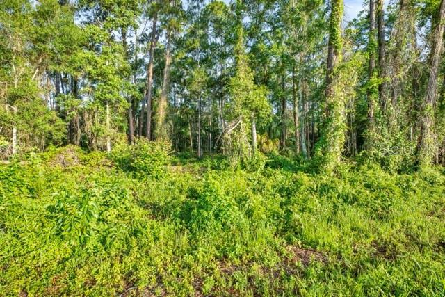 A view of a grassy, overgrown lot leading into a dense forest of tall trees — 0 TREIMAN BOULEVARD, WEBSTER, FL