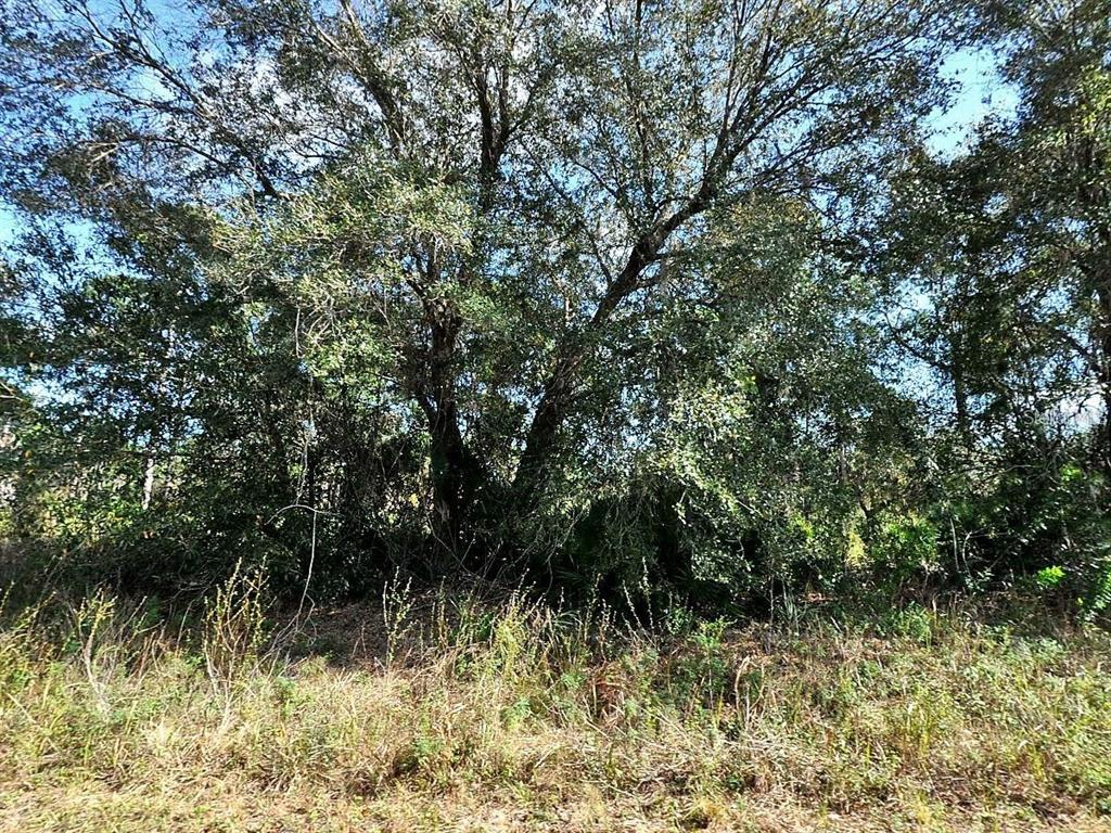 A large, mature oak tree stands in a wooded area with tall, dry grass foreground — LONGFELLOW LANE, NORTH PORT, FL
