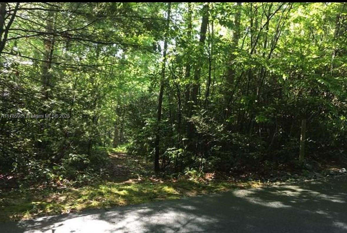 A view of a wooded area with a dirt path leading into the dense forest — Lot 66 Juniper Court, NC 28774, NC