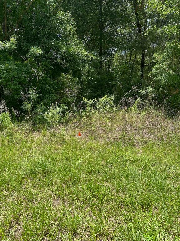 A grassy, undeveloped lot features a small orange survey marker in front of dense trees — 7654 N UDAL DRIVE, CITRUS SPRINGS, FL
