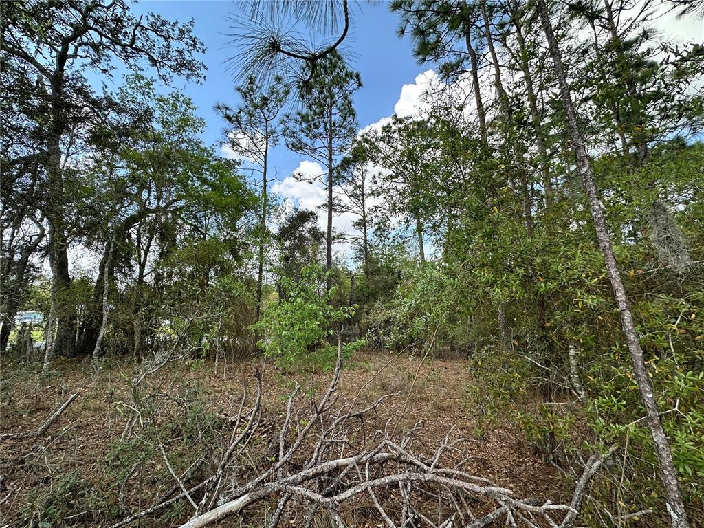 A wooded lot features tall pine trees and scattered brush under a blue sky — TBD SE 30TH STREET, MORRISTON, FL