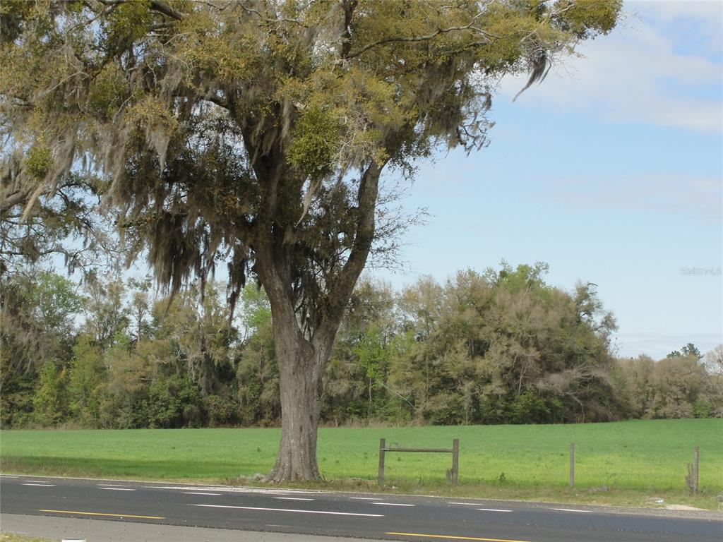 A large oak tree with Spanish moss stands beside a road bordering a green field — TBD HIGHWAY 441, ALACHUA, FL
