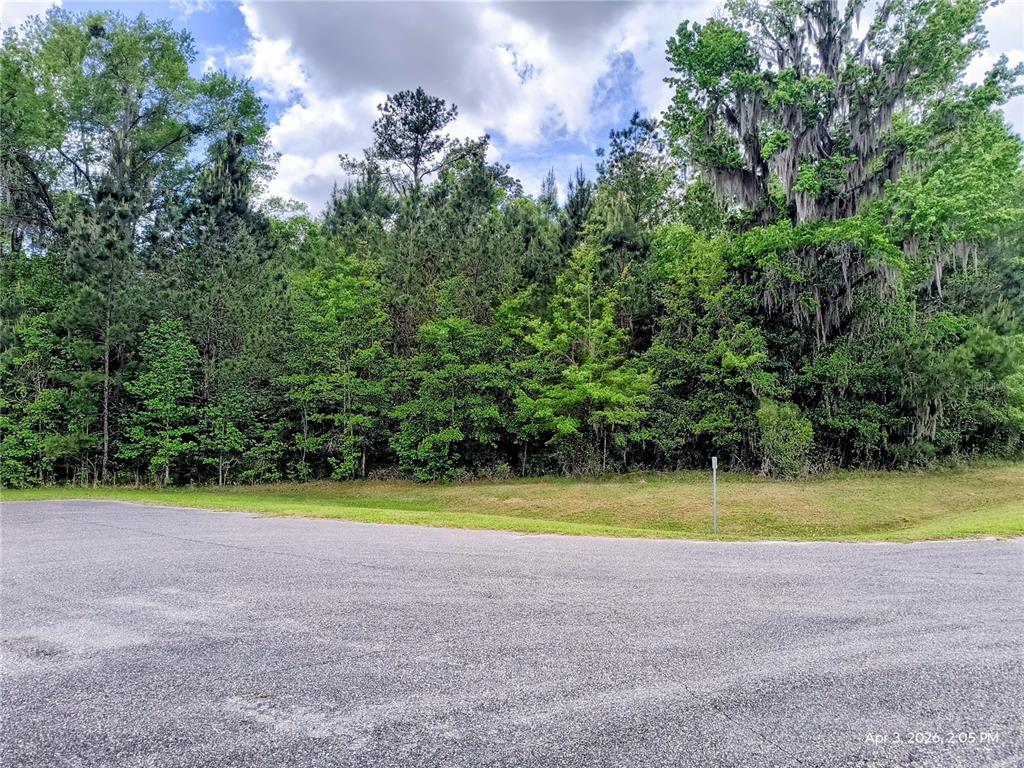 A paved road curves in front of a dense, wooded area with tall trees — 14095 NW 141ST AVENUE, WILLISTON, FL