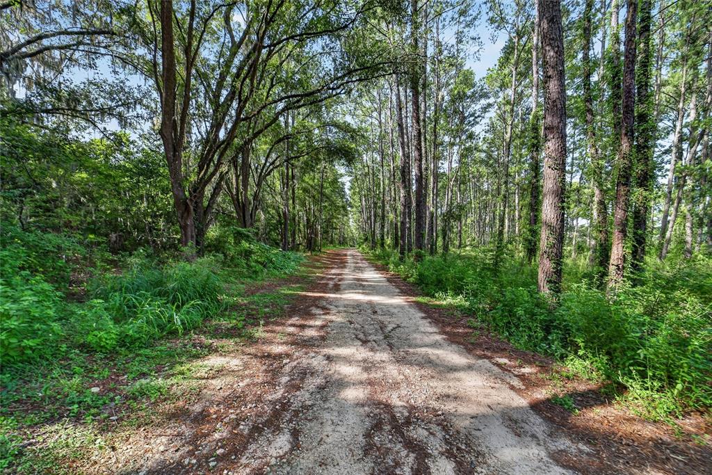 A dirt path leads through a dense forest with tall trees on both sides — 15020 W HIGHWAY 328, OCALA, FL