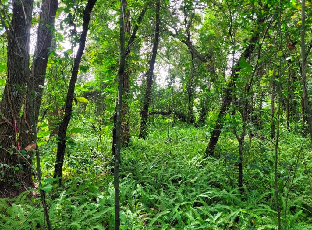 A dense, wooded lot filled with lush green ferns and various trees under a bright sky — CURRY FORD ROAD, ORLANDO, FL