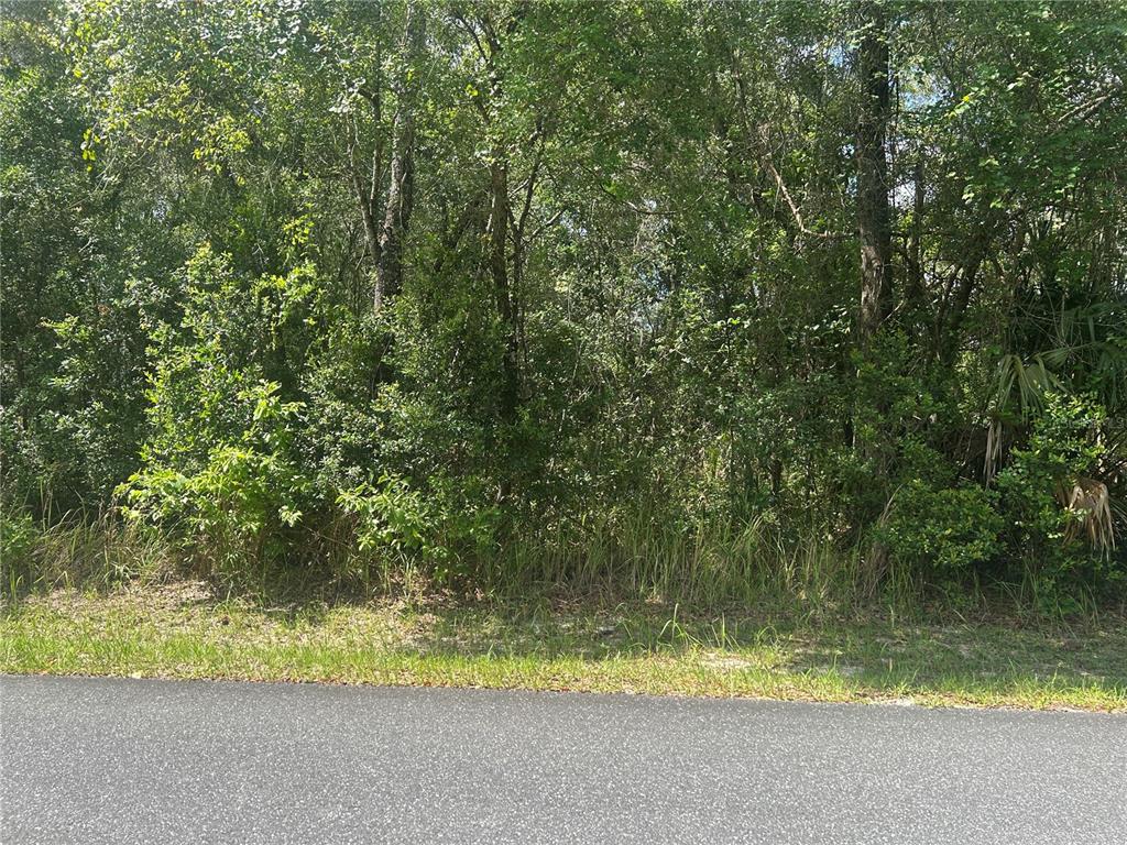A paved road runs along the front of a densely wooded, undeveloped lot — 3118 E DEAL STREET, INVERNESS, FL