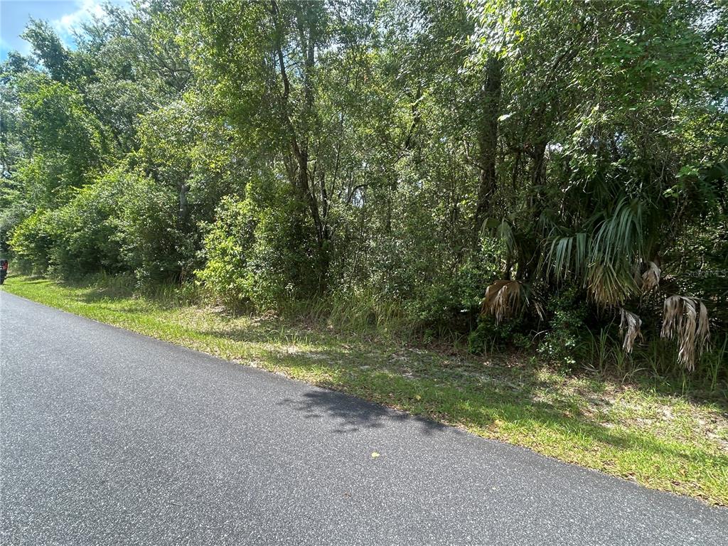 A paved road runs alongside a dense, wooded lot with various trees and shrubs — 3118 E DEAL STREET, INVERNESS, FL