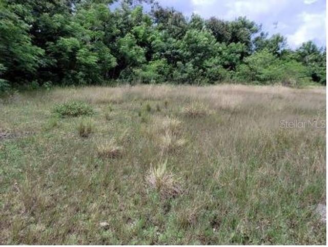 A vacant, grassy lot is bordered by a dense line of trees under a cloudy sky — FELIPE LA VOZ RODRIGUEZ, GUAYNABO, PR
