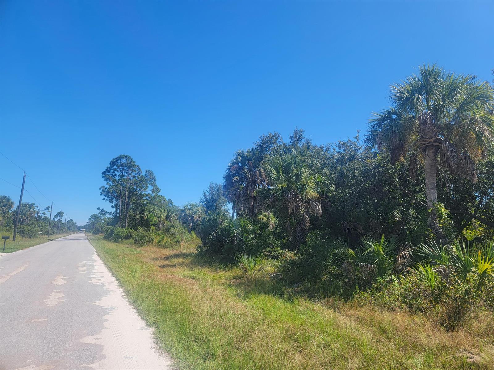 A paved road runs alongside a grassy shoulder bordered by trees and palm plants — PORT CHARLOTTE, FL