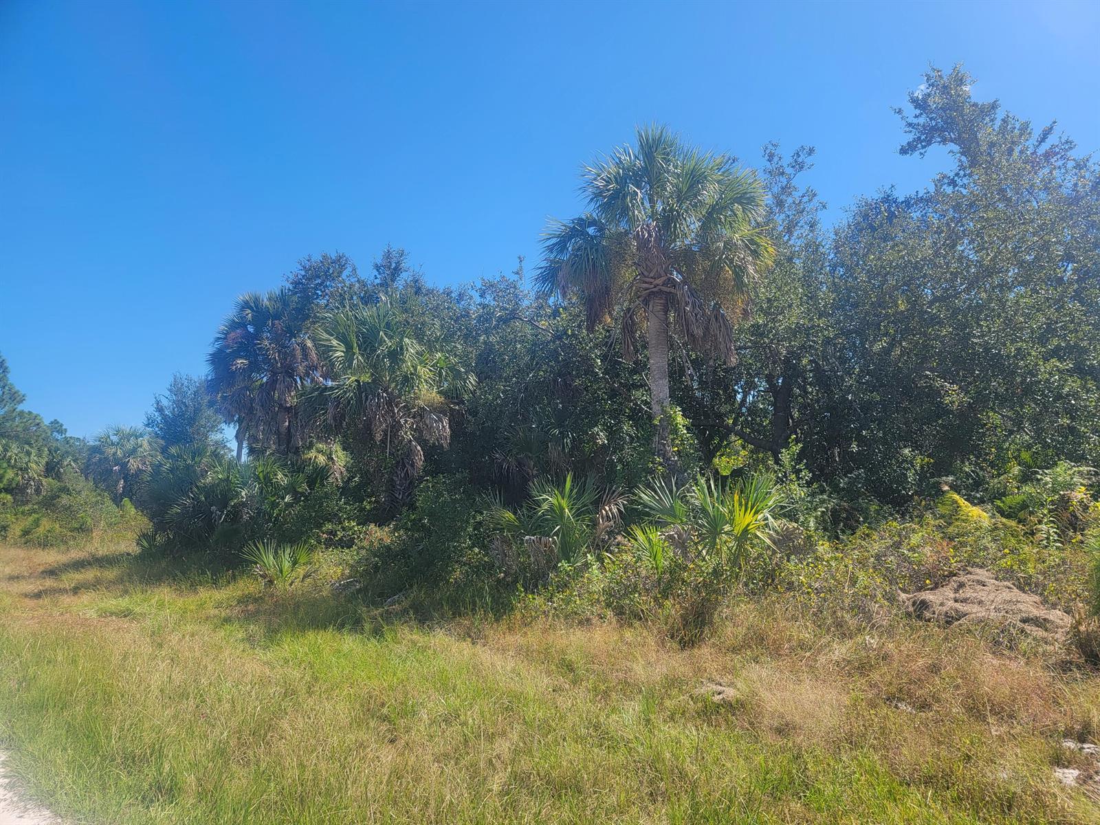 A grassy field leads to a cluster of palm trees and dense green foliage — PORT CHARLOTTE, FL