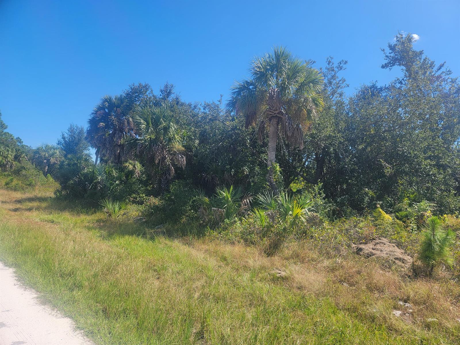 A dirt path runs alongside a grassy field bordered by palm trees and dense vegetation — PORT CHARLOTTE, FL