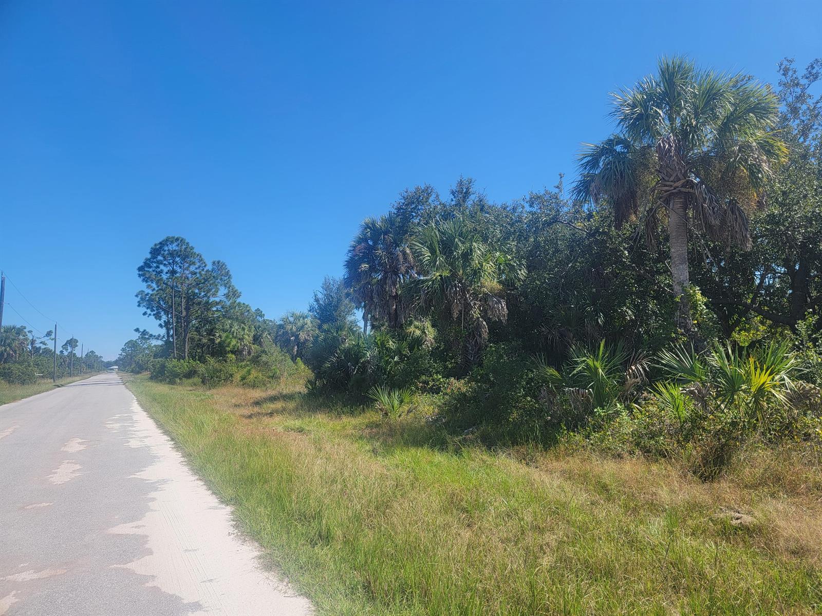 A paved road runs alongside a grassy shoulder bordered by trees and palm plants — PORT CHARLOTTE, FL