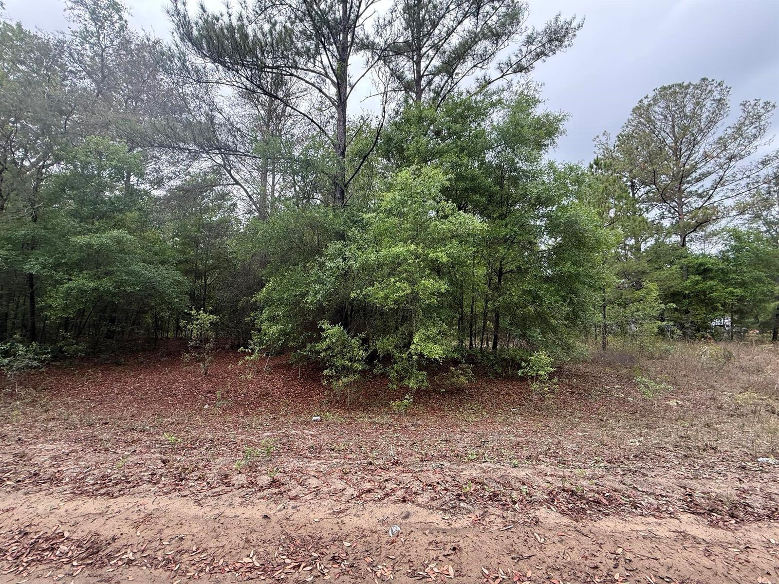A wooded lot with a sandy foreground and a mix of pine and deciduous trees — Tbd Maltas Avenue, FL 32148, FL