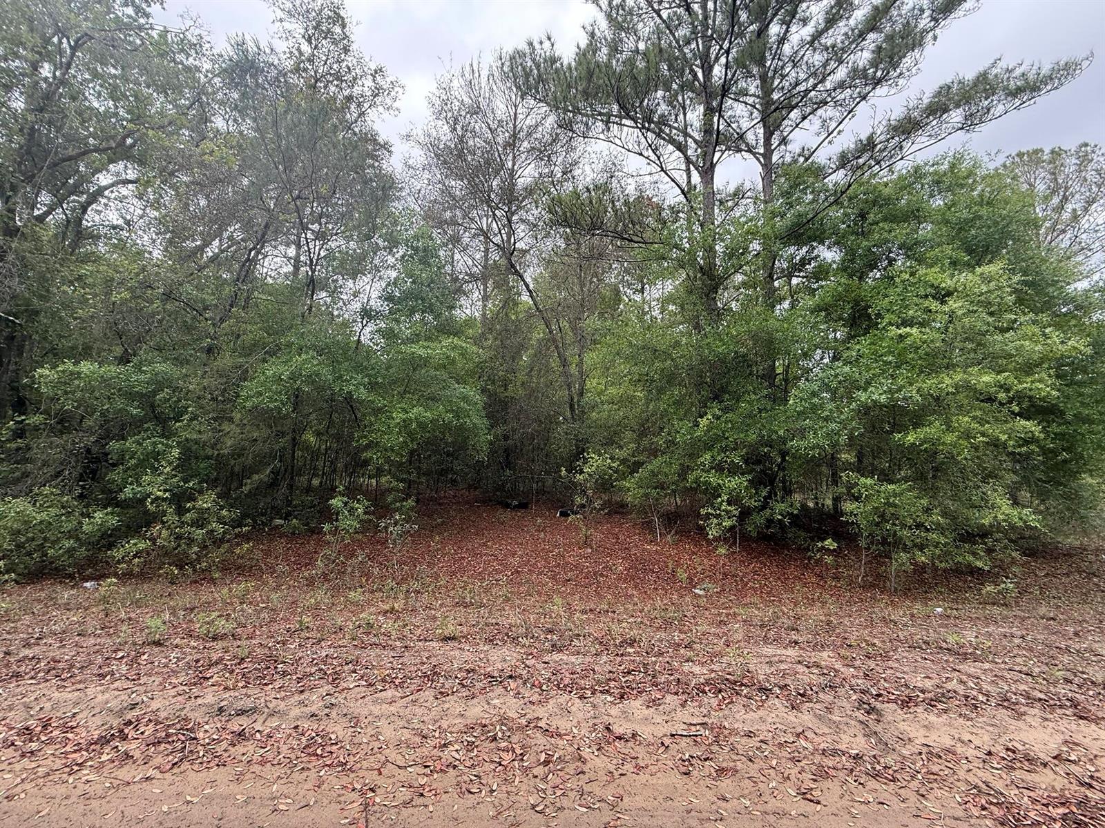 A wooded, undeveloped lot covered in fallen leaves viewed from a dirt road — Tbd Maltas Avenue, FL 32148, FL
